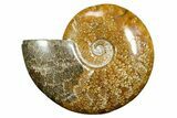 Polished Ammonite (Cleoniceras) Fossil - Madagascar #372959-1